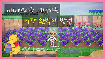 뜬구름풀 교배 뜬구름풀 교배