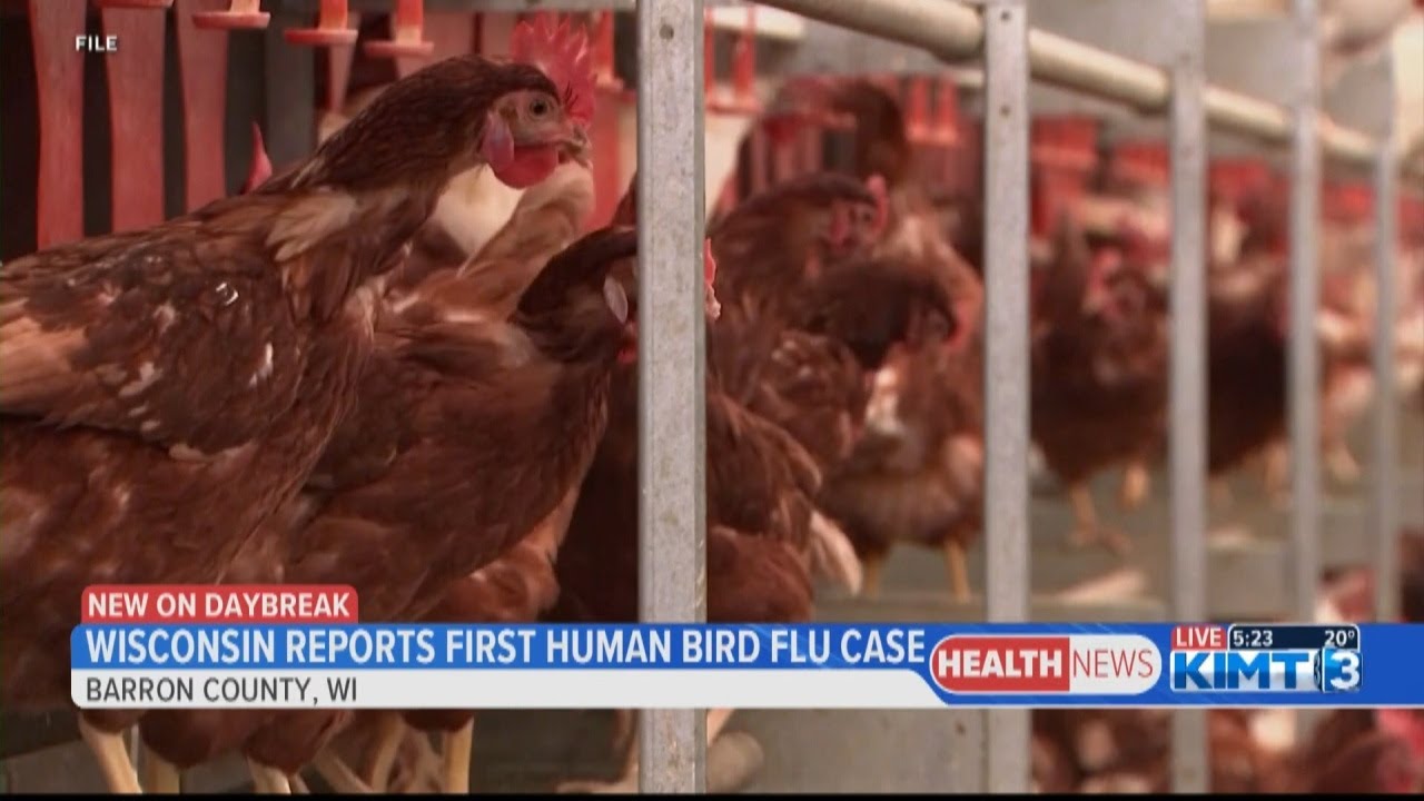 Wisconsin reports its first human bird flu case - YouTube