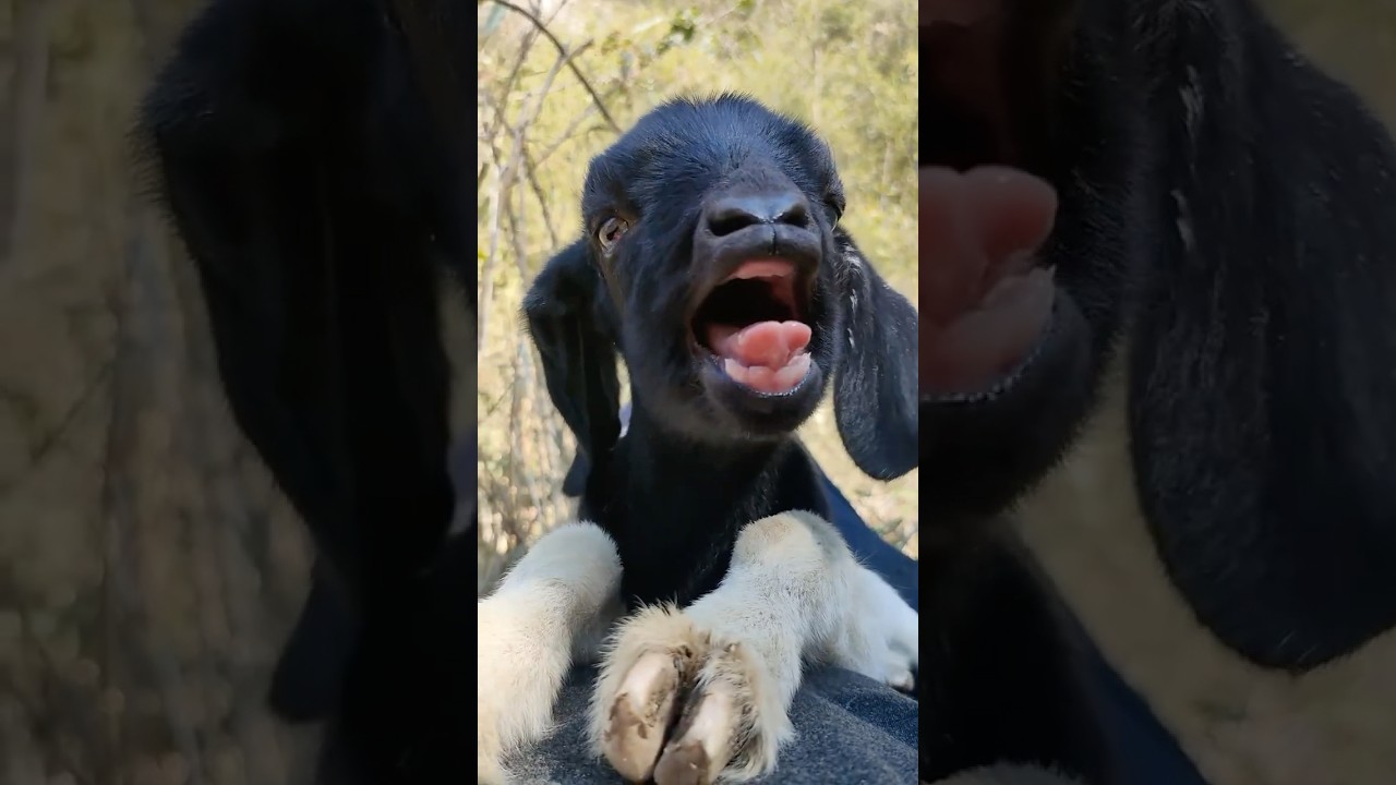 Cute 🥰 funny goat 2025 