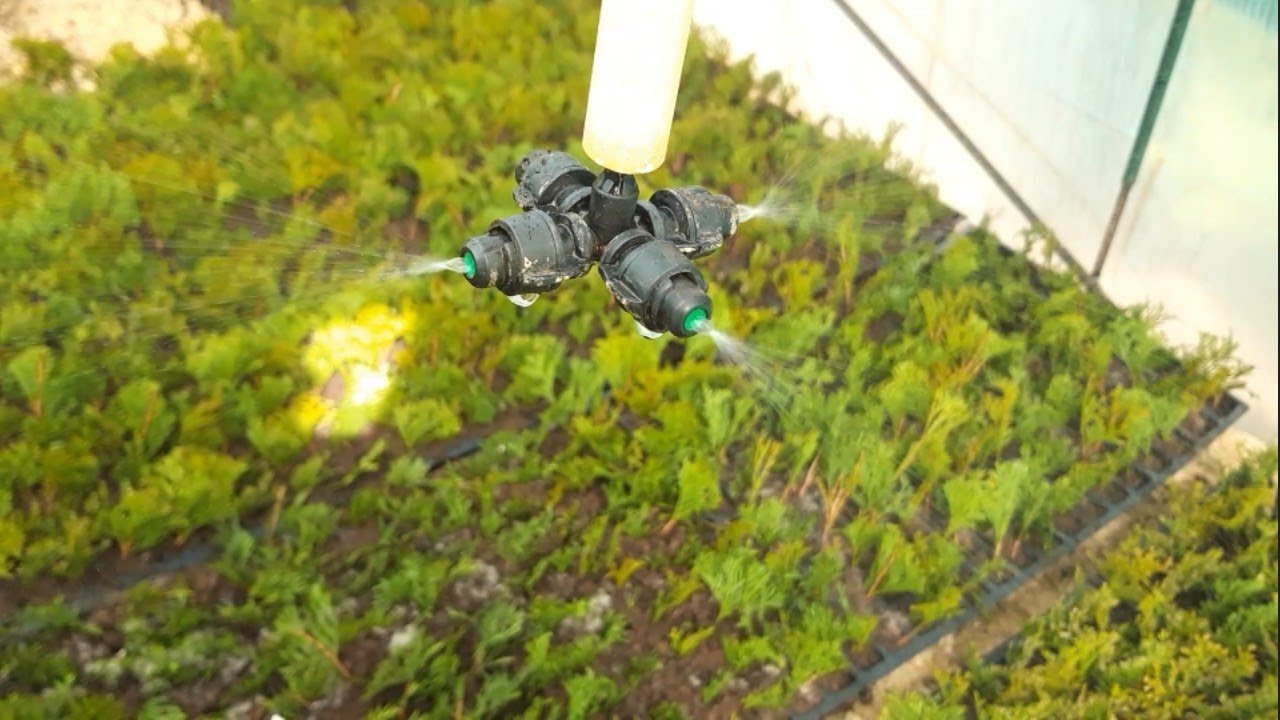 Черенкование туи черенками.