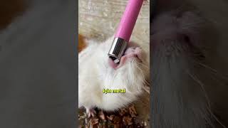 Kobaylar Neden Böyle Su İçiyor? Sebebi Sandığınızdan Farklı! 😮🐹