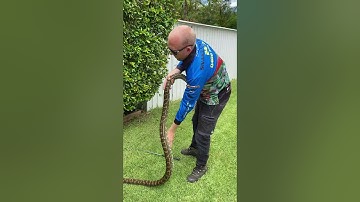 Big Python in Buderim Hedge 🌳
