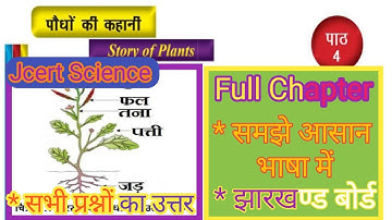 Jcert class 6 science chapter 4 question answer | class 6 पौधे की कहानी अभ्यास के प्रश्न-उत्तर |