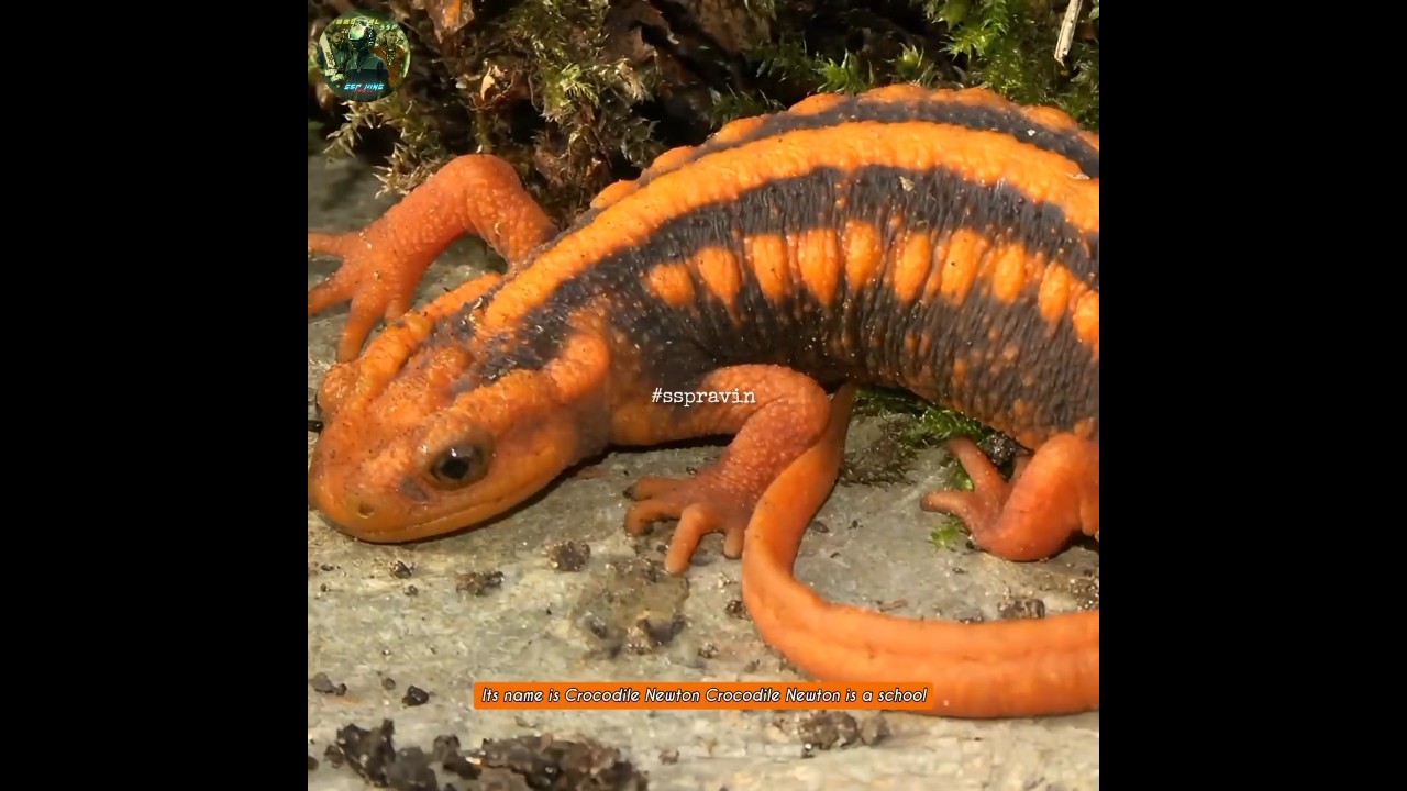 💢🐊 The Crocodile Newt Nature's Toxic Mystery || 