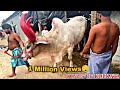 BIGGEST AND DANGEROUS 😲 BAHUBALI OX LOADING OF MK GROUPS MANOJ BHAI KHIDIRPUR || Kolkata cow 2021 ||