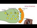 Biological Psychology 04 - Synaptic Transmission