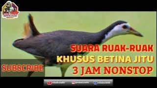 SUARA PIKAT  RUAK-2  BETINA PALING AMPUH TERBARU DURASI 3 JAM MANTEP 100% POINT LANGSUNG BAWA PULANG