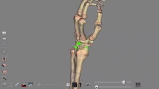 Wrist ligaments