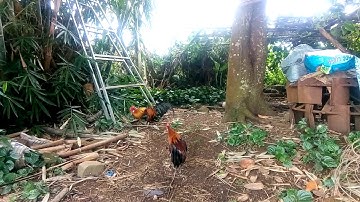 Gà rừng mồi tơ mùa giải 2019-2020 ae cần gà mồi lh mình