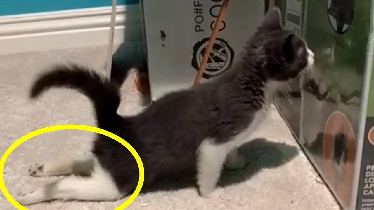 Rescue A Cute Tiny Paralyzed Kitten | Cat Rescue Story - YouTube