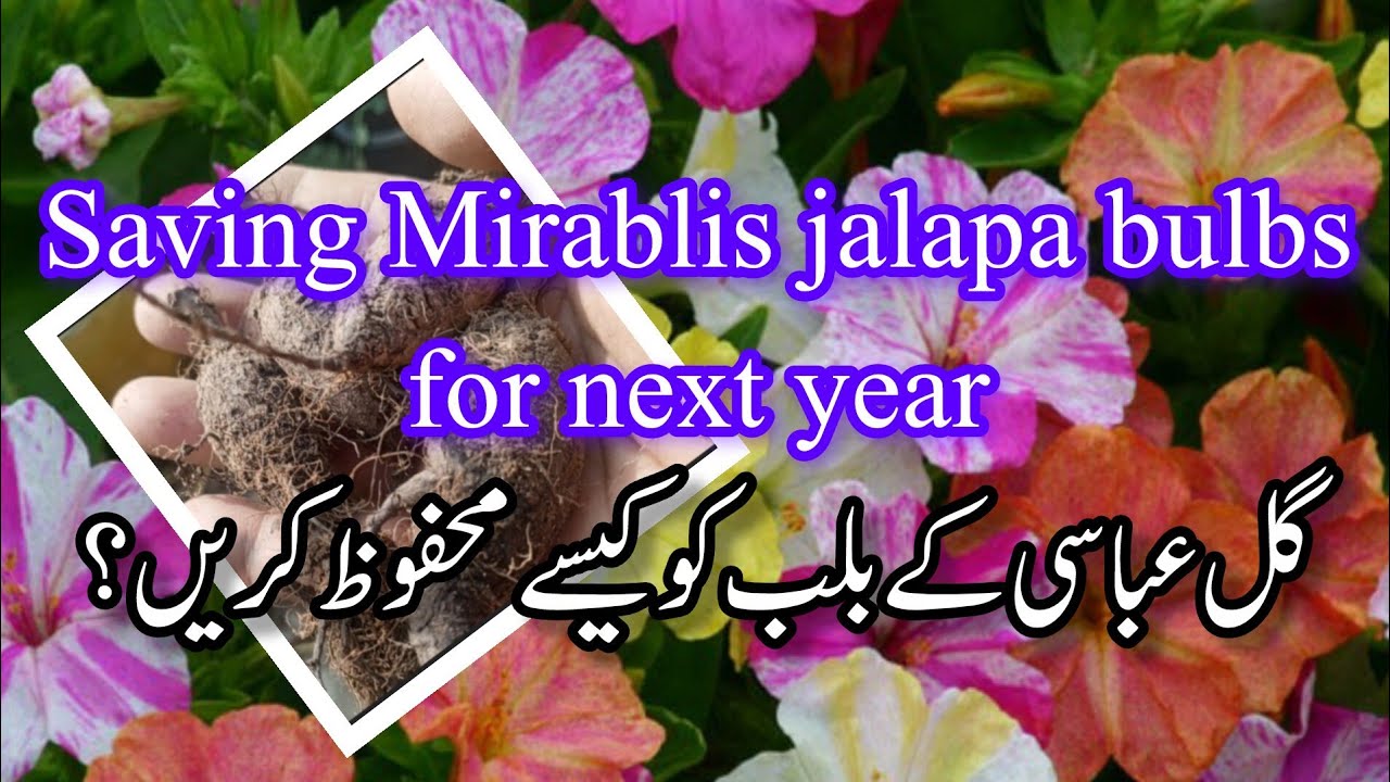 گل عباسی کے بلب کو کیسے محفوظ کریں ؟How to save Gul e abbasi bulbs for next season .