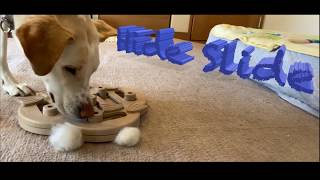 犬のおもちゃ！やってみた　八兵衛のﾊｲﾄﾞｽﾗｲﾄﾞ挑戦　adobe aero