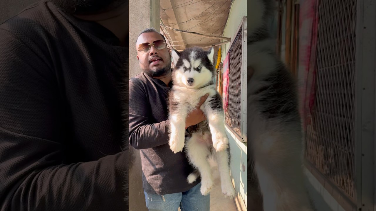 Top Quality Siberian Husky Male Puppy. 