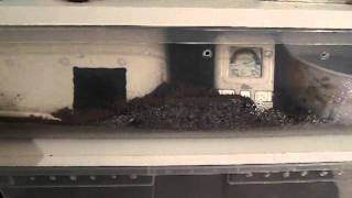 Celebrity Sunny Side Up (Ball Python Clutch #1) Wealth