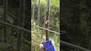 creative tools to expel bird pests #shorts