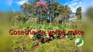 Poda de yerba mate I Poda de limpieza, formación y cosecha 🧉