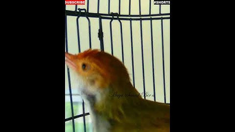 #Shorts - Prenjak Gacor - Tembakan Variasi Pancingan Prenjak Lumut - Suara Pikat Prenjak Merah