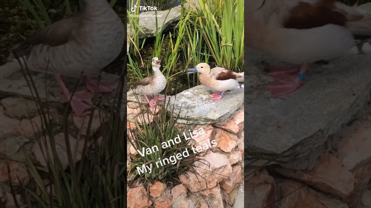 Two cutest ringed teals named Van and Lisa