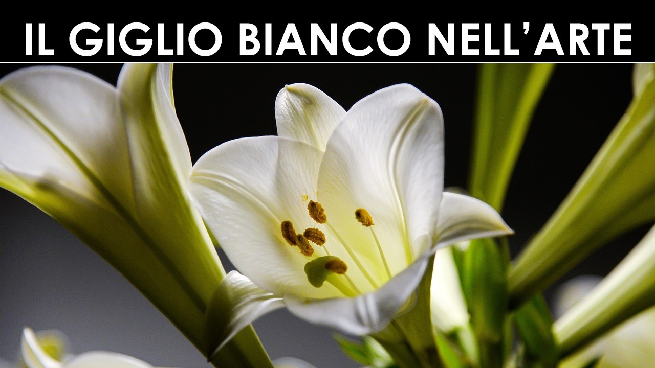 ARTE&NATURA - Giglio bianco