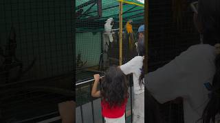 cute birds feeding food#birds #birds food