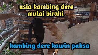 bisakah kambing dere kawin paksa dan berapa usia siap kawin