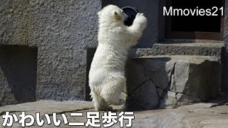 Cute ♪ First Bipedalism of Polar Bear cub~こぐまの可愛い二足歩行