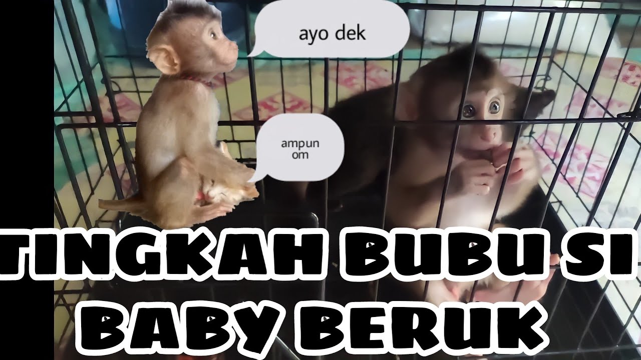 TINGKAH LUCU BUBU SI BABY BERUK DAN JOJO SI MUSANG