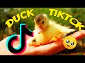 DUCK TIKTOK | Duck Side Of TikTok