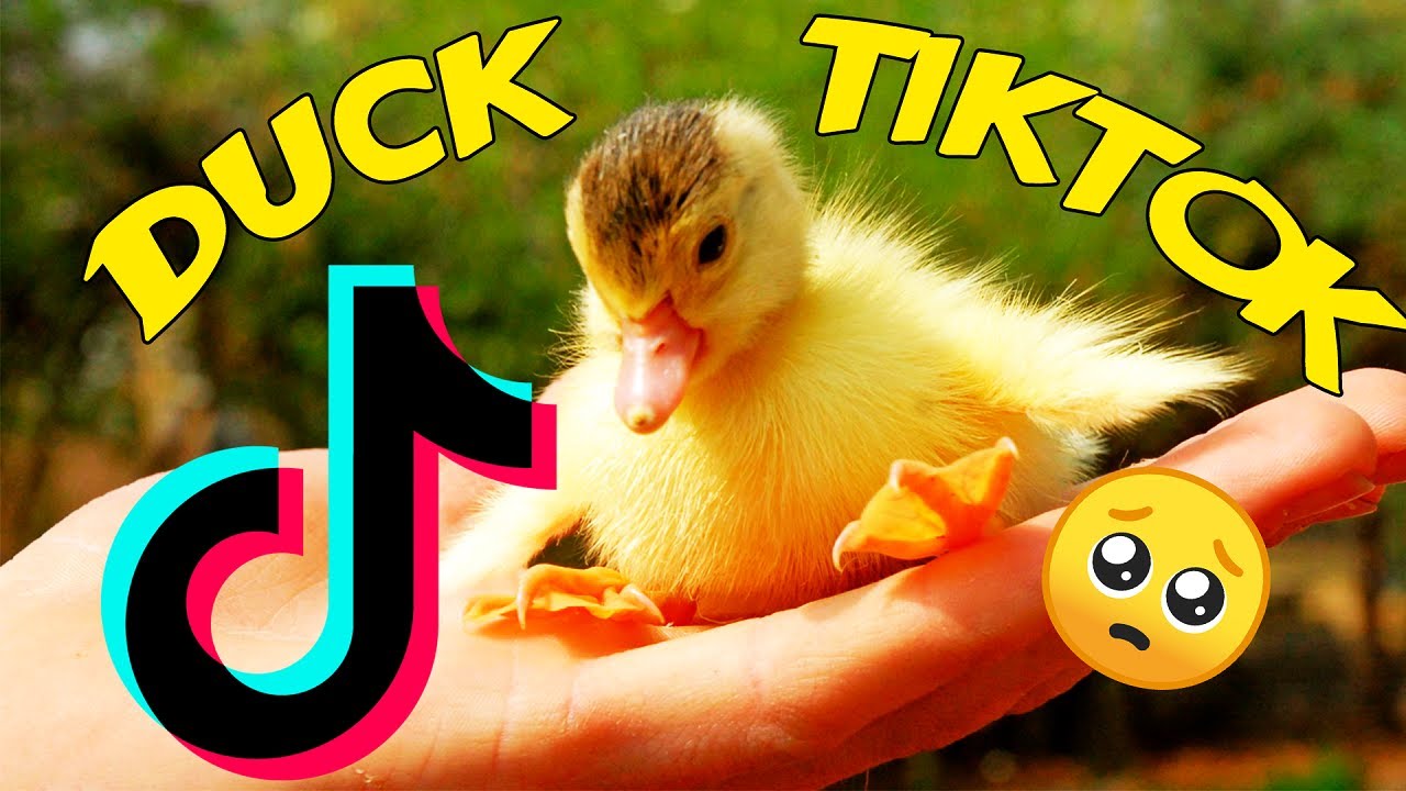 What are Paper Ducks? Viral trend of homemade ducks sweeping TikTok -  Dexerto