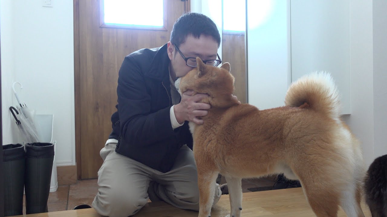 柴犬が見せた切なすぎる表情…海外へ行くパパを見送る姿に涙 柴犬が見せた切なすぎる表情…海外へ行くパパを見送る姿に涙
