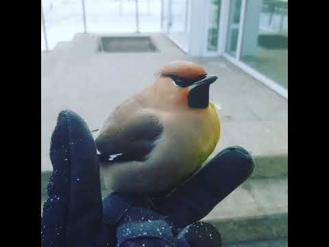 Пьяная Свиристель