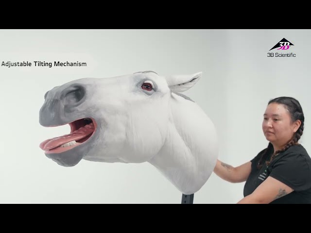 Equine Dental Float Simulator with Rolling Stand, 1026512, Equine Simulators (Video)