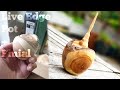 Making a live edge container pot + lid + finial from Scrap Wood using wood lathe
