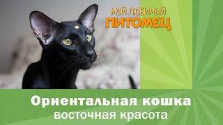 ОРИЕНТАЛЬНЫЕ КОШКИ. Кошки для одиноких или для большой дружной семьи? Подробная информация о породе.