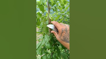 Summer Prunning in Plum tree  First Time !!