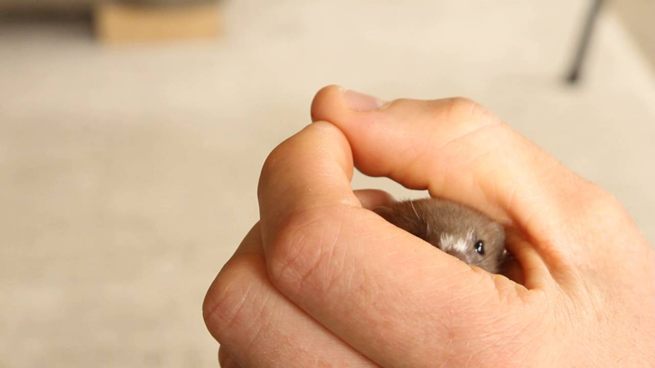 Meet Fidget My Wild Weasel | Rescued & Returned to the Wild | Robert E Fuller