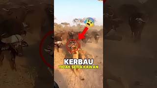 Kerbau Ini Di Keroyok Dan Tidak Ada Yang Menolongnya😰!?#shorts #animals #hewan #trending #viral