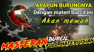 BURUNG AKAN MEWAH DENGAN MATERI BURCIL INI ! Masteran Burung Kecil Full Isian Tembakan