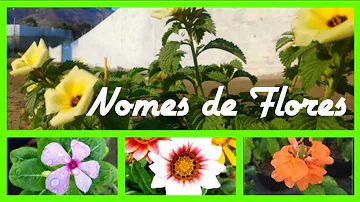 Quais os nomes mais bonitos de flores?