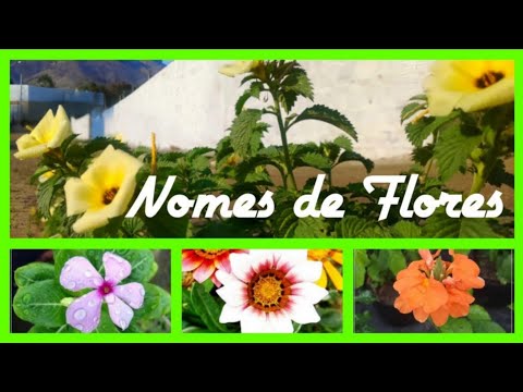 Vídeo: 5 Das Flores Perenes Mais Despretensiosas Que Adornam Meu Jardim Em Julho. Nomes, Descrições, Fotos