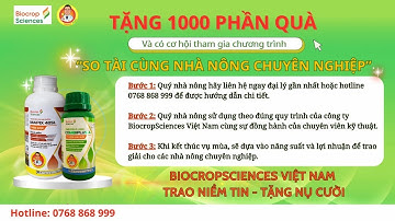 BVN - GIẢI PHÁP "KÍCH RỄ NHIỀU LÔNG - CHỒI TO THÂN CỨNG" CHO LÚA ĐÔNG XUÂN| BIOCROPSCIENCES VN