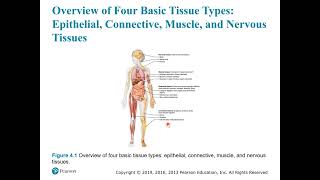 A&P 1 Ch 4 #1 Intro to histology & microscopy