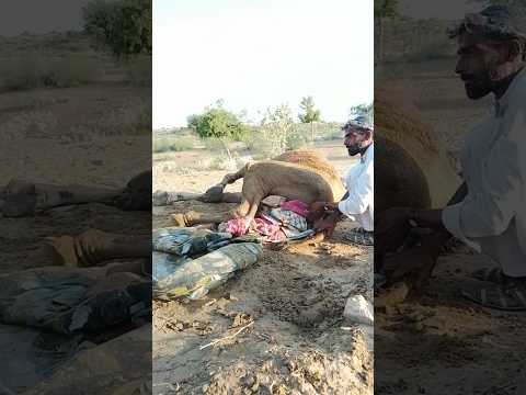 ر اح ة الج م ل ت ح ت ب ر د الر م ال