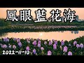 【香港攝影好去處 】2022-11-10 鳳眼藍🌸花海｜片中在地圖．教你點行😍 | 新鮮滾熱辣拍攝