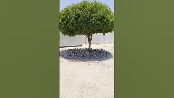 وما يستوي الأعمى والبصير (19) ولا الظلمات ولا النور (20) ولا الظل ولا الحرور (21) [ سورة فاطر ]