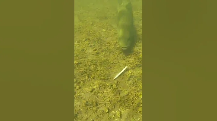 How Fast Can A Bass Eat  #Shorts