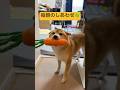 毎日、笑顔で朝を迎えられる理由☺️🍀#柴犬 #豆柴 #shibainu #犬のいる暮らし #shorts