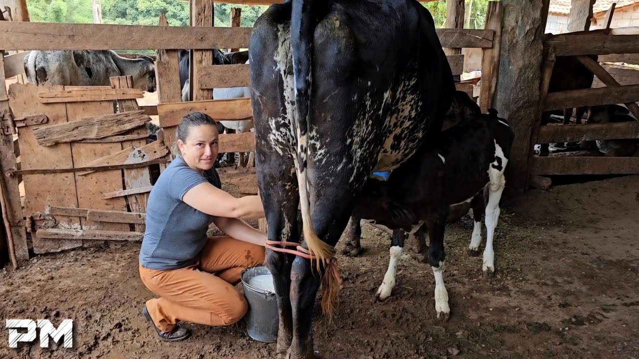 ELA COMPROU UMA VACA PARA RECOMEÇAR NA PECUÁRIA LEITEIRA