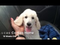 New Puppy Comes Home | Standard Poodle Owner