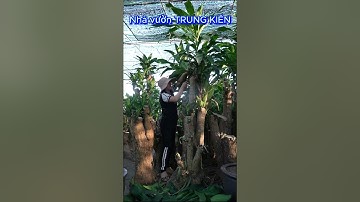 HƯỚNG DẪN CẮT CÀNH CÂY